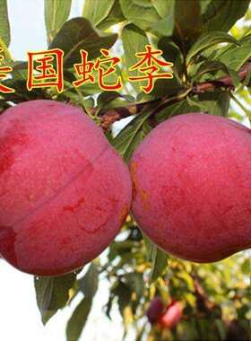 嫁接李子树苗美国蛇鸡血