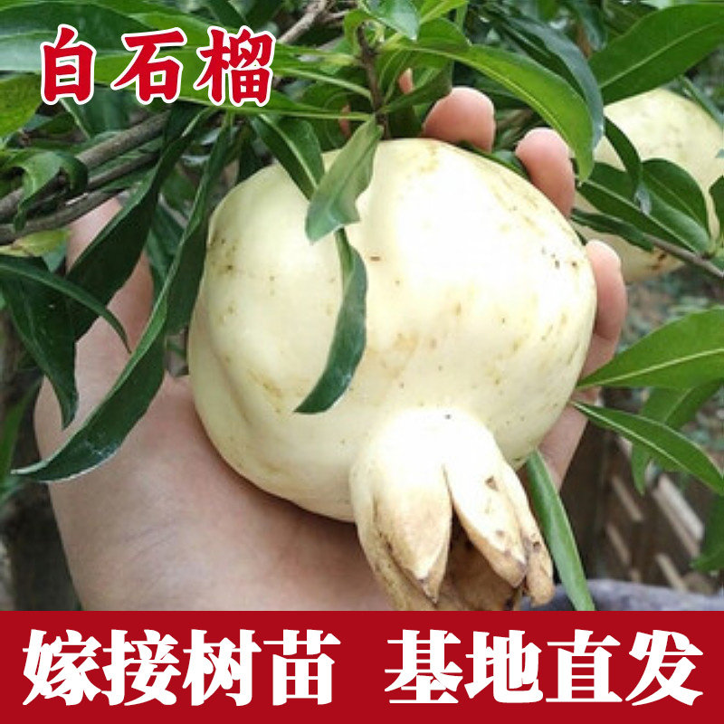 白石榴树苗南北方耐寒庭图片