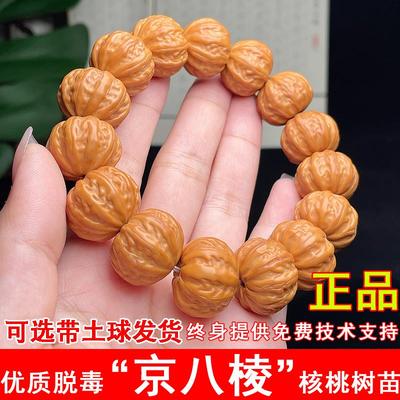 京八棱文玩核桃树苗猴头南瓜桩磨盘小核桃苗南方北方种植当年结果