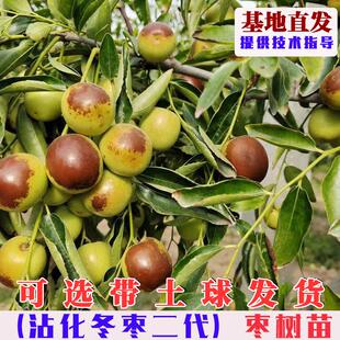 嫁接沾化二代冬枣树苗特大脆甜冬枣树活苗南北方庭院盆栽地栽果苗