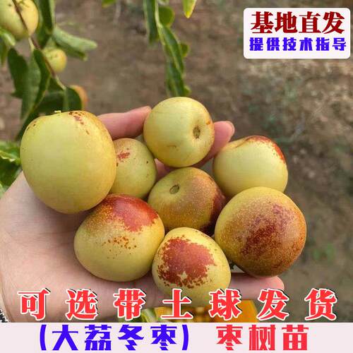 嫁接陕西大荔冬枣树苗特