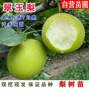 翠玉518梨树果苗嫁接早熟脆甜翡翠梨树苗南北方庭院盆栽地栽果树