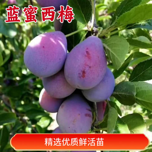 蓝蜜西梅树树苗南方北方