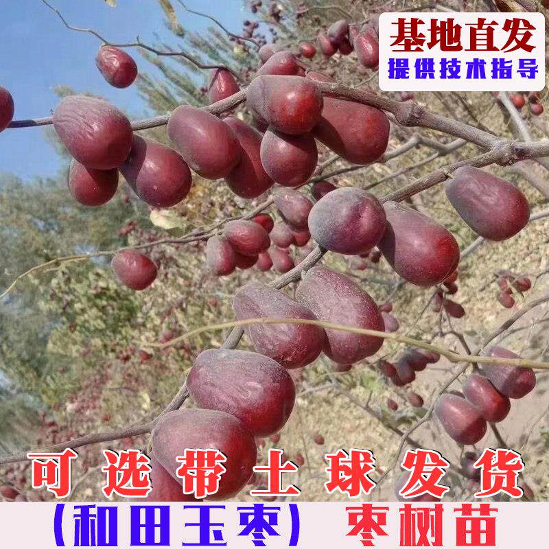 嫁接和田玉枣树苗特大新疆大红枣树活苗南方北方庭院盆栽地栽果树