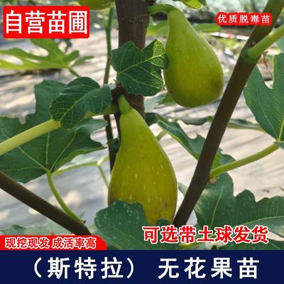 斯特拉无花果树苗特大糖心无花果苗耐寒南方北方盆栽地载当年结果