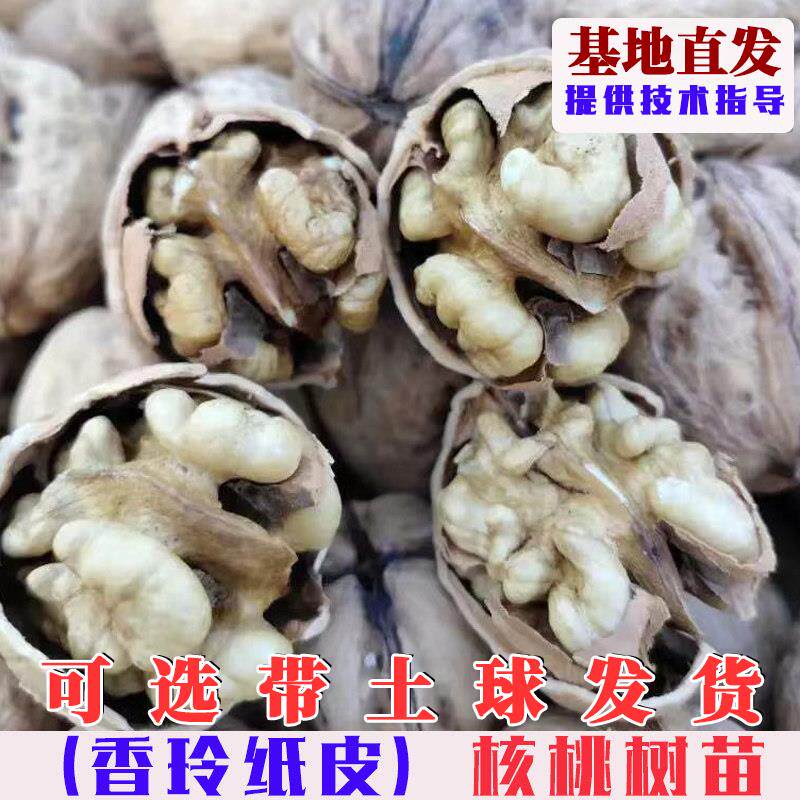 薄皮核桃树苗嫁接香玲纸皮核桃苗薄壳香核桃树果苗盆地栽当年结果