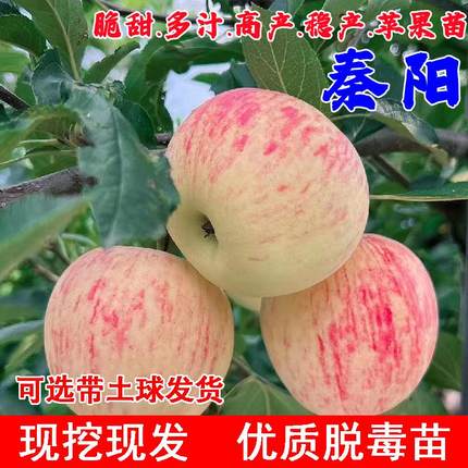 早熟7月成熟耐寒苹果树苗盆栽地栽陕西七月秦阳苹果苗南北方种植