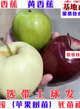 嫁接粉面红香蕉苹果苗特