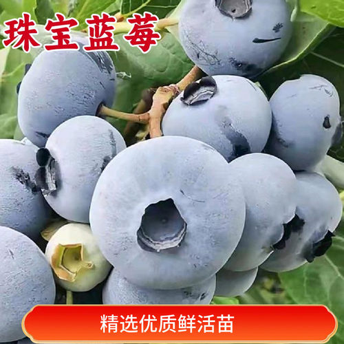 珠宝蓝莓苗特大号南方北