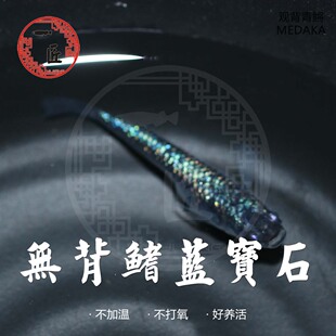 尤利西斯观背青鳉无背鳍蓝宝石小型观赏鱼无背鳍锦鳉好养活体宠物