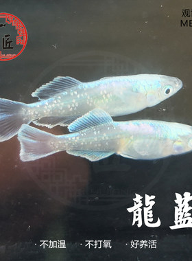 龙蓝侧观背青鳉鱼小型观赏鱼一匠
