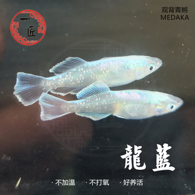 活体小型观赏鱼一匠龙蓝观背青鳉