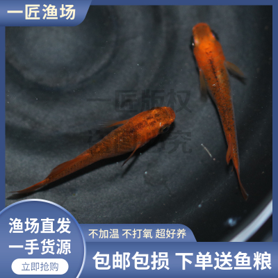 乙姬黄金甲白子长鳍白干观背青鳉
