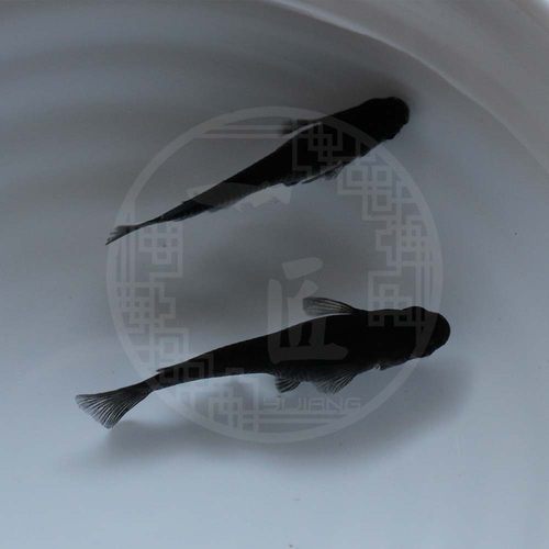 全黑长鳍大蛇小型观赏鱼观背青鳉