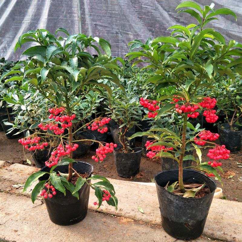 富贵子盆栽绿植花卉植物观赏富贵籽盆景红豆树办公室桌面阳台