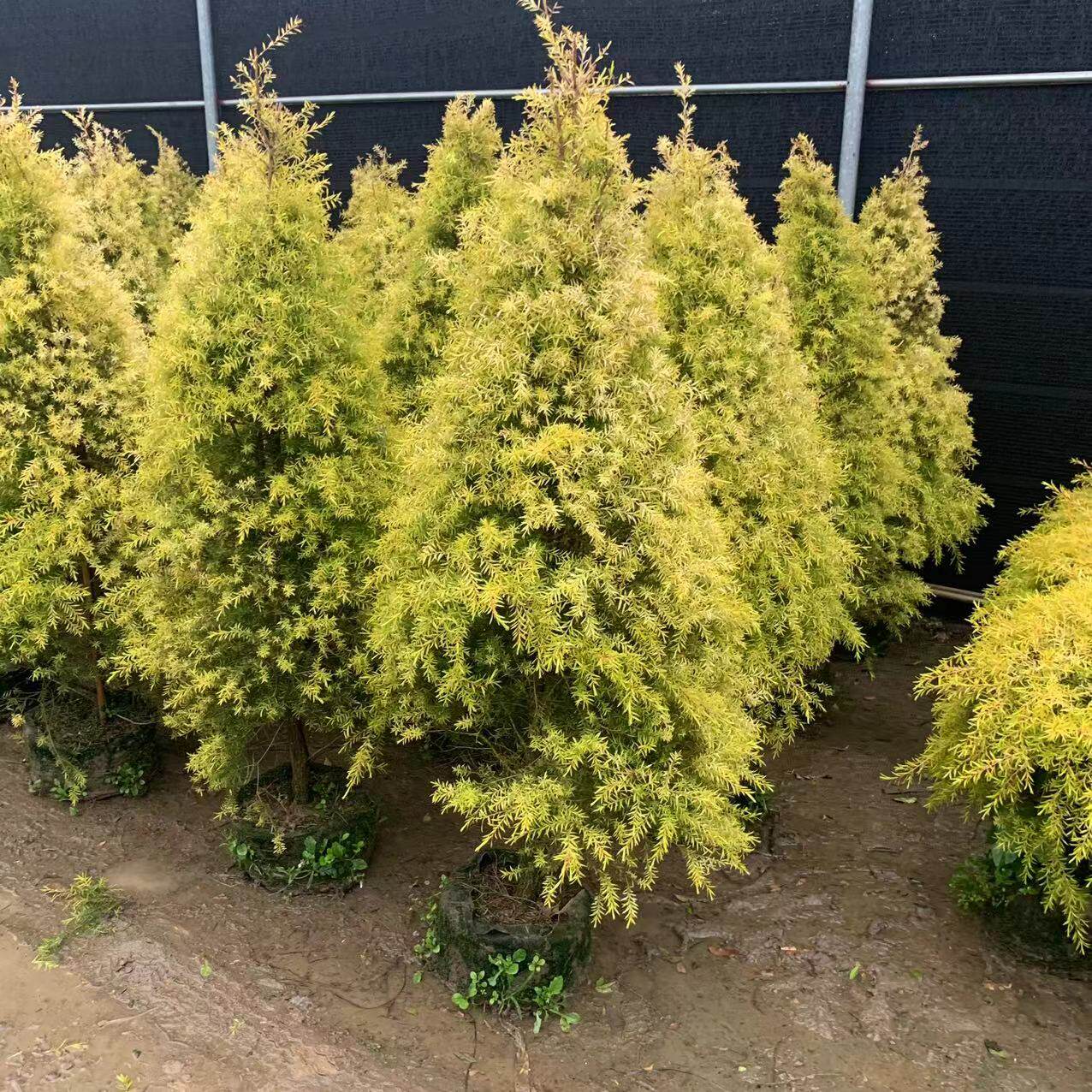 千层金树带香味黄金香柳大植物庭院阳台花园别墅地栽盆栽观叶绿植