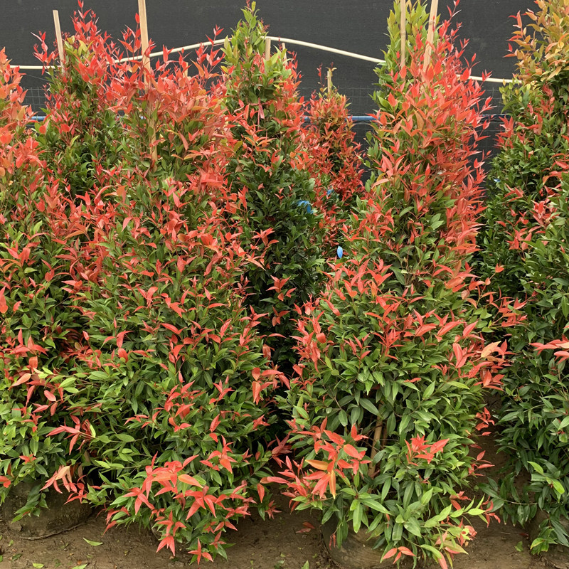 红车盆栽红枝蒲桃室内阳台庭院 鸿运当头观叶 彩叶植物小灌木庭院