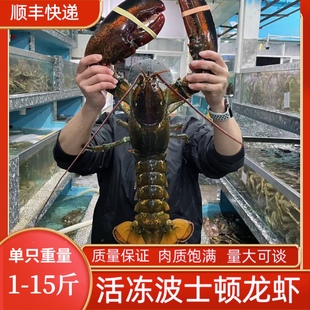 波士顿龙虾特大鲜活速冻波龙海鲜水产龙虾冰鲜冷冻大龙虾10斤包邮