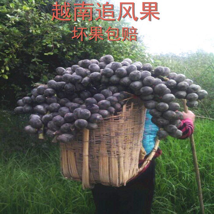 越南 追风果 刺虎送草药手套红花15个装包邮发货