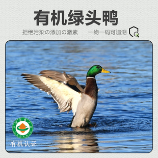 有机鸭子 绿头鸭新鲜鸭肉农家散养活鸭现杀速冻土鸭生鲜整只老鸭