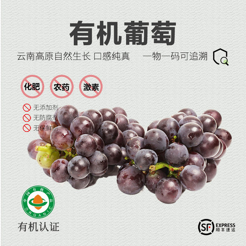 有机葡萄 当季新鲜采摘巨峰葡萄夏黑葡萄时令水果