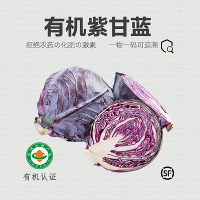 有机紫甘蓝·新鲜蔬菜沙拉生吃紫包菜卷心菜轻食即食沙拉菜5斤
