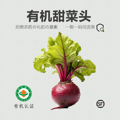 有机甜菜根 云南新鲜现挖无农残甜菜头食疗榨汁红甜菜有机蔬菜