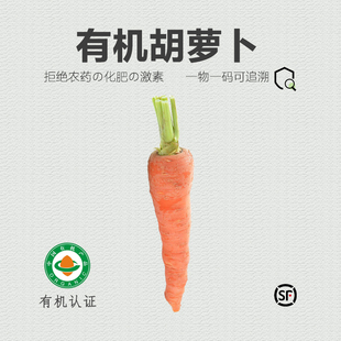 有机胡萝卜新鲜蔬菜沙拉菜榨汁4 5斤
