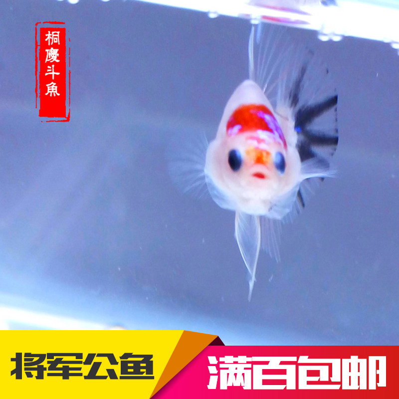 桐庆betta泰国斗鱼将军公鱼橙底青花大理石koi超红视频选鱼活体