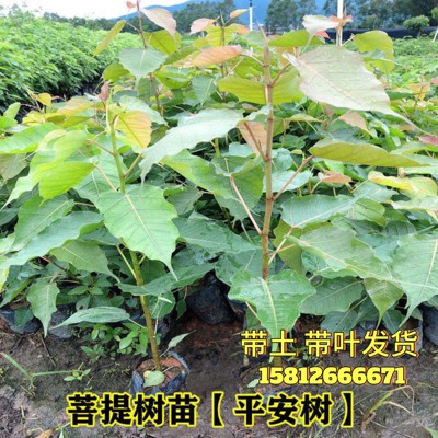 正宗菩提树苗佛门圣树平安树佛树菩提榕树庭院镇宅金刚菩提树树苗