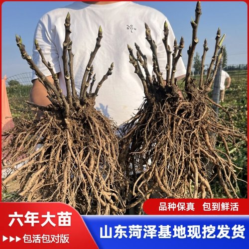 牡丹花苗盆栽正宗大苗缠枝庭院观赏牡丹花种重瓣牡丹花卉大花树苗