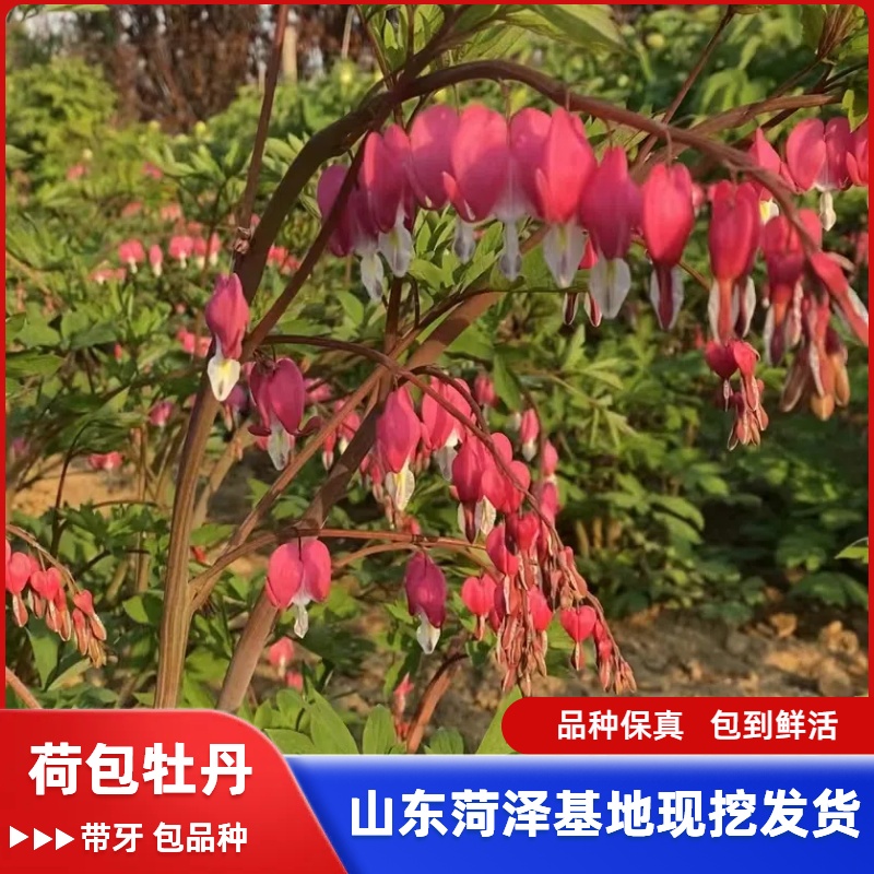 荷包牡丹耐寒包开花盆栽花卉阳台芍药带芽根系花苗种球根花期长