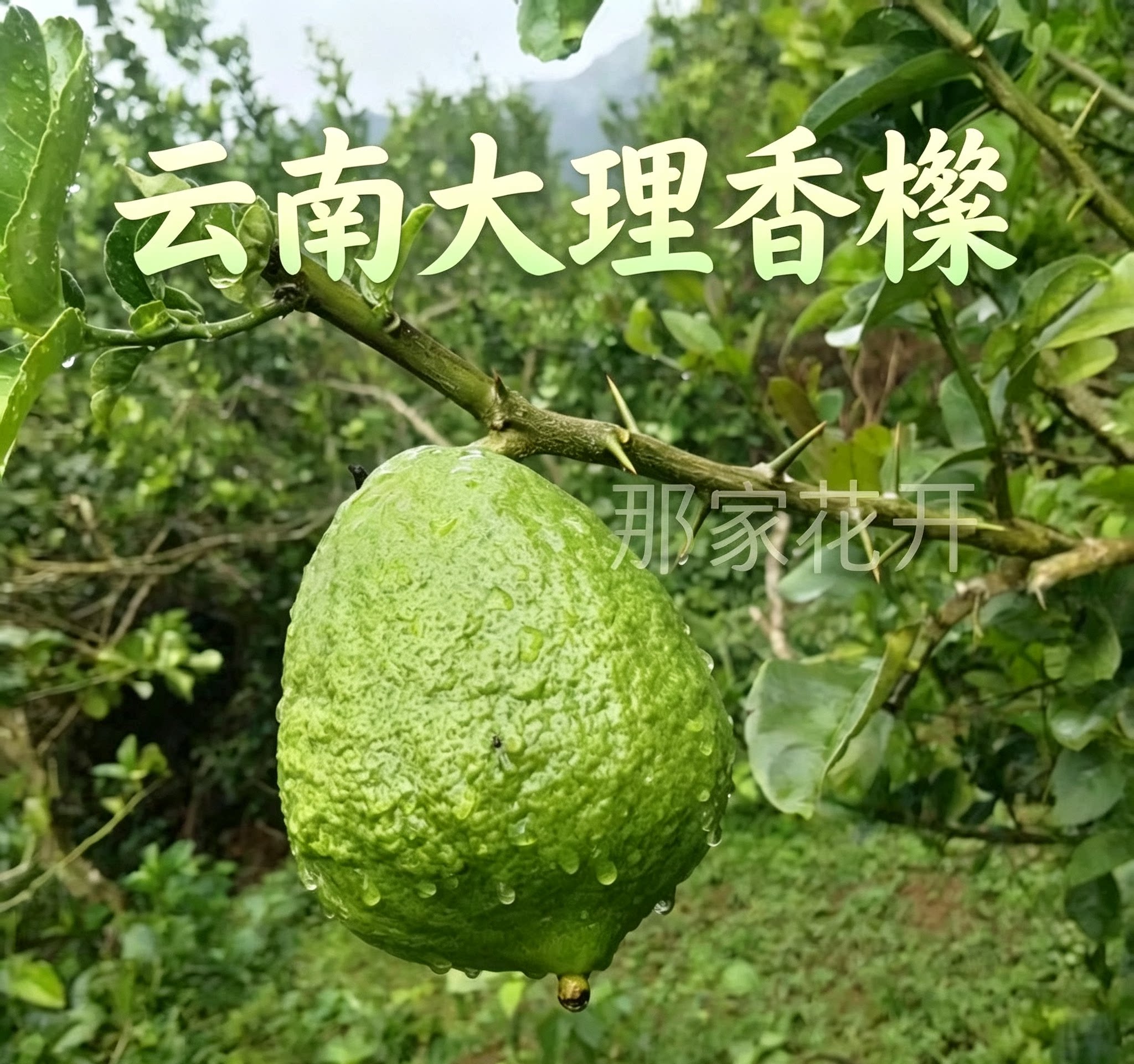 云南大理新鲜采摘带枝水培微瑕可食用观赏清供带枝水培