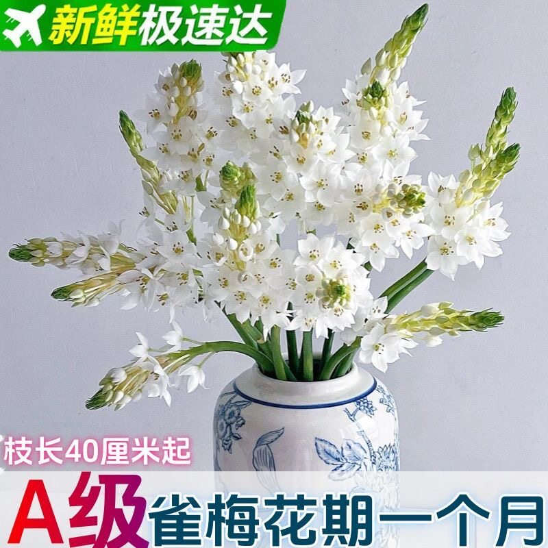 A级雀梅鲜花圣心百合花室内水养插花鲜切花材