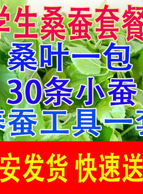 学生养蚕学生养蚕桑叶新鲜蚕夫人