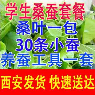 蚕宝宝活体西安蚕卵套餐嫩桑叶新鲜春蚕科学观察课学生养蚕套装批