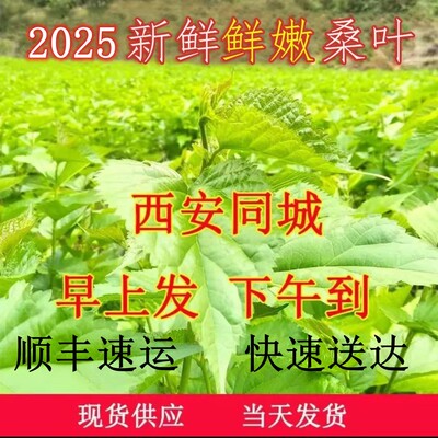西安11点前下单新鲜嫩桑叶当日达