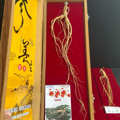 林下参野外生长没有人工干预