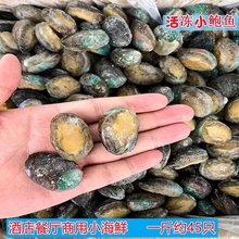 新鲜冷冻小鲍鱼鲜活带壳速冻一整箱鲍鱼商用海鲜水产鲜活小鲍鱼仔