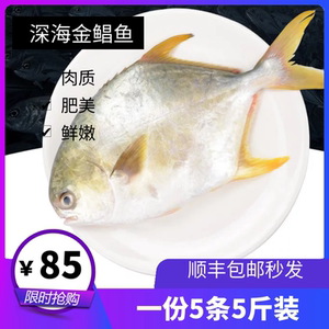 金鲳鱼新鲜鲜活速冻海鲜水产5斤海鱼银鲳鱼大个野生金昌顺丰包邮