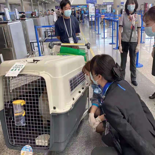 iata国航宠物航空箱狗狗猫咪外出托运专用小型犬大型犬飞机空运箱