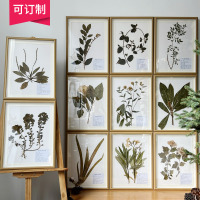 中药材原生植物标本中药装饰画框挂画纯植物教学学校生物课素材