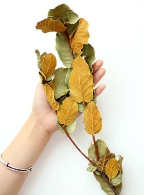 【山树】栗木叶 天然干树枝带叶黄色叶子干花装饰摆设拍摄道具