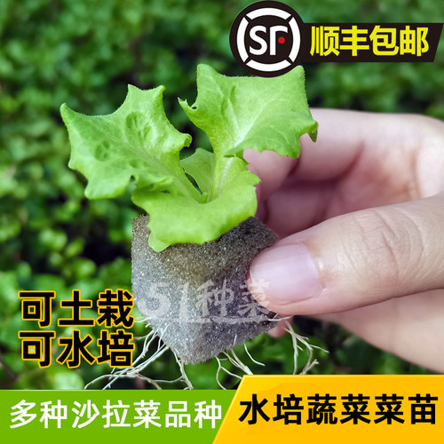 水栽培植物价格 水栽培植物图片 星期三