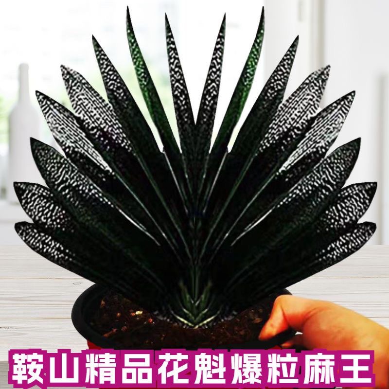 东北名贵短叶君子兰精品爆粒王麻脸油匠小型立板盆栽绿植花卉