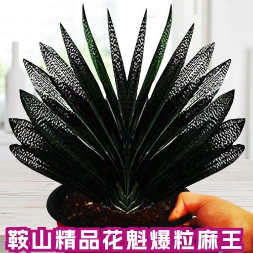 东北名贵短叶君子兰精品爆粒王麻脸油匠小型立板盆栽绿植花卉