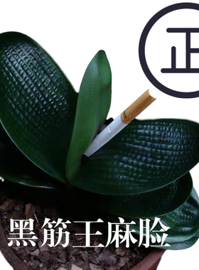 长春精品君子兰小苗红色花开花大全店买有送盆栽绿植花卉包邮