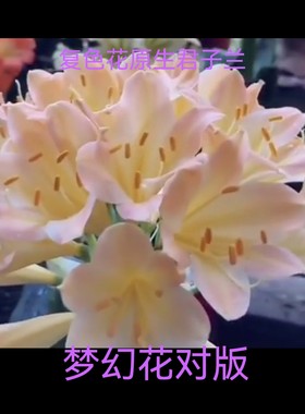 长春梦幻多色君子兰大小苗粉白黄贵妃对版原生态南非花卉盆栽绿植