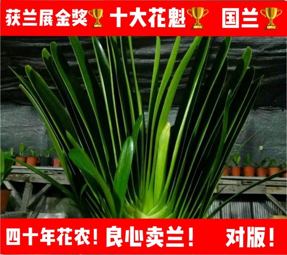 长春四季精品名贵君子兰立板植物大小苗室内绿植盆栽花卉好养办公