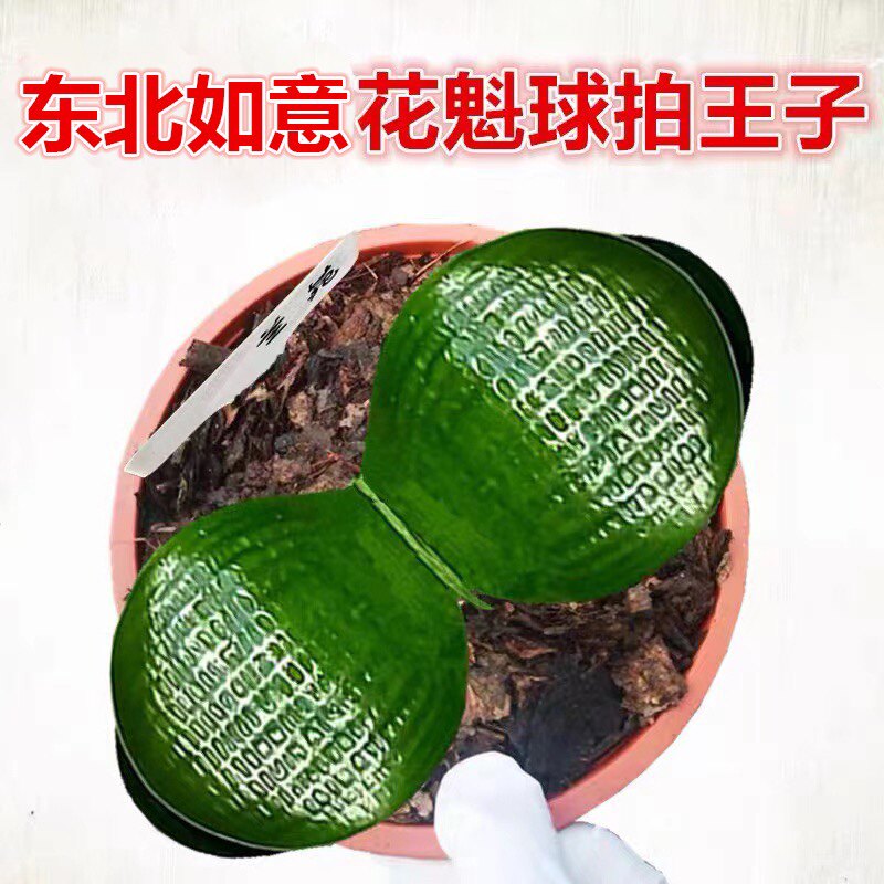 东北精品君子兰盆栽小苗花魁级宽叶圆头麻脸球拍王子和尚窗台花卉